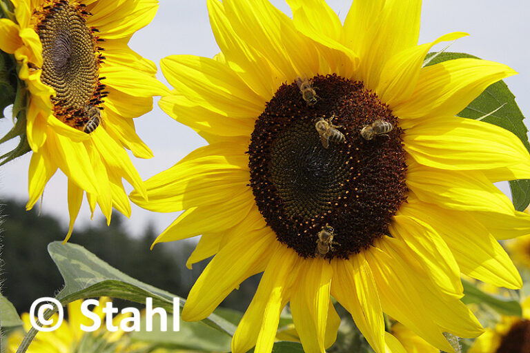 Pfingstsonntag 1. Weltbienentag: Leben, Nutzen und Nahrung von Honigbienen