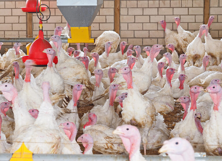 Grüne: Bewährtes Kontrollsystem für Antibiotikaeinsatz in der Tierhaltung nicht zerschlagen